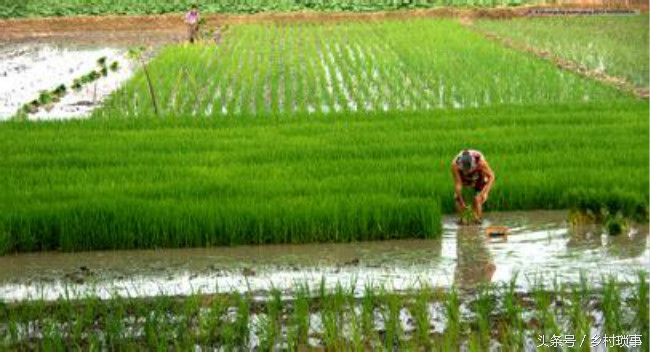 Rice cultivation methods - history of rice cultivation in china - traditional rice plug-in methods