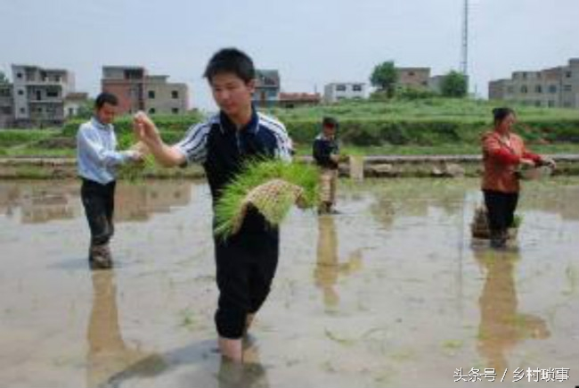 Chinese history of rice cultivation - rice cultivation methods - traditional rice cutting methods