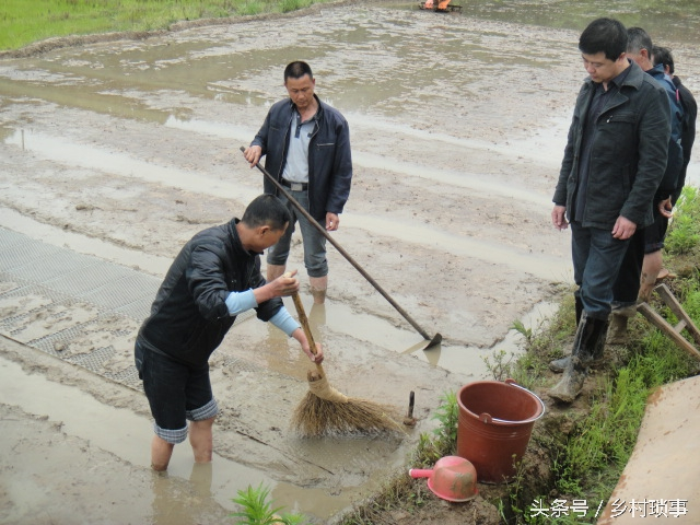 History of rice cultivation in china — traditional rice cutting methods — rice cultivation methods