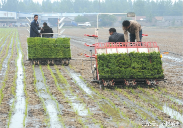 Rice cultivation methods - traditional rice cutting methods - history of rice cultivation in china