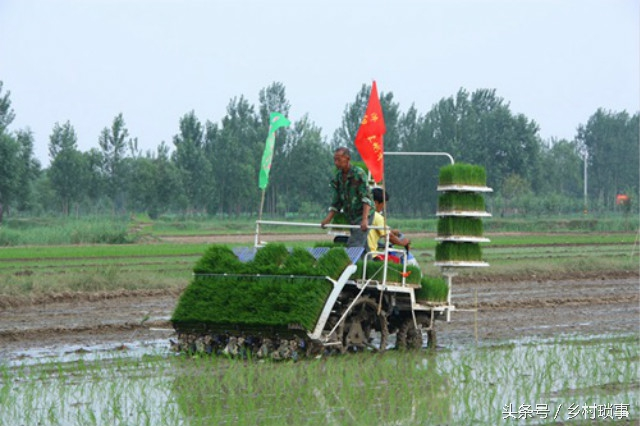 Rice cultivation methods - history of rice cultivation in china - traditional rice plug-in methods