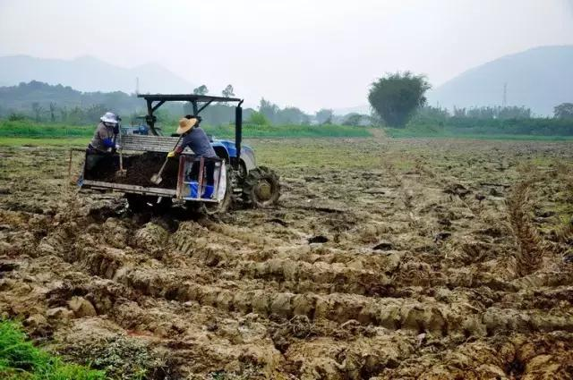 Traditional paddy farming methods - rice cultivation methods - rice cultivation processes