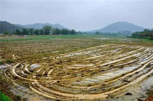 Rice cultivation process - rice cultivation methods - traditional rice field farming methods