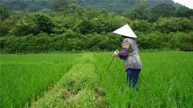 Rice cultivation methods - traditional rice farming methods - rice cultivation processes