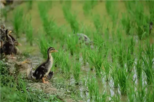 Traditional rice farming methods — rice cultivation processes — rice cultivation methods