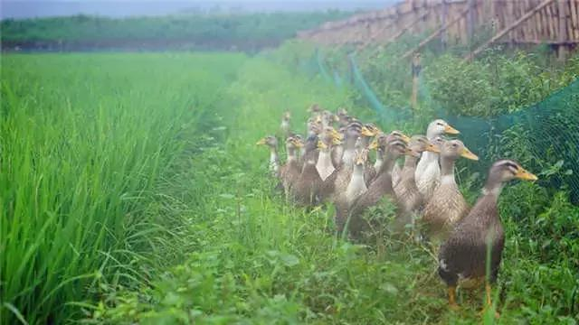 Rice cultivation process - traditional paddy farming methods - rice cultivation methods