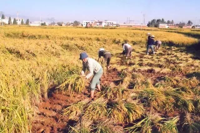 Rice cultivation methods - rice cultivation processes - traditional rice field farming methods