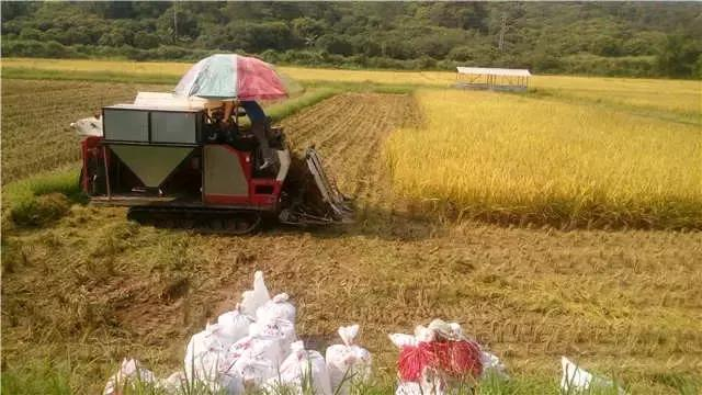 Rice cultivation methods - traditional rice farming methods - rice cultivation processes