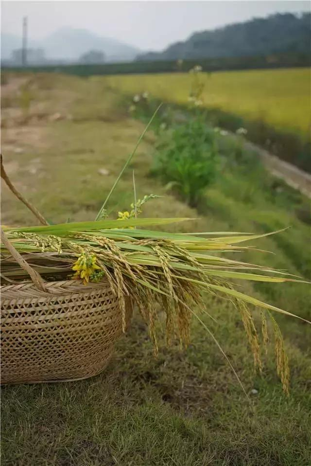 Traditional paddy farming methods - rice cultivation methods - rice cultivation processes