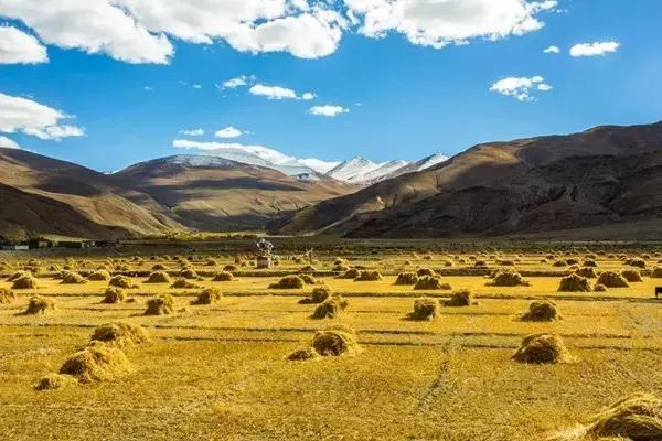 Rice cultivation process - rice cultivation methods - traditional rice field farming methods