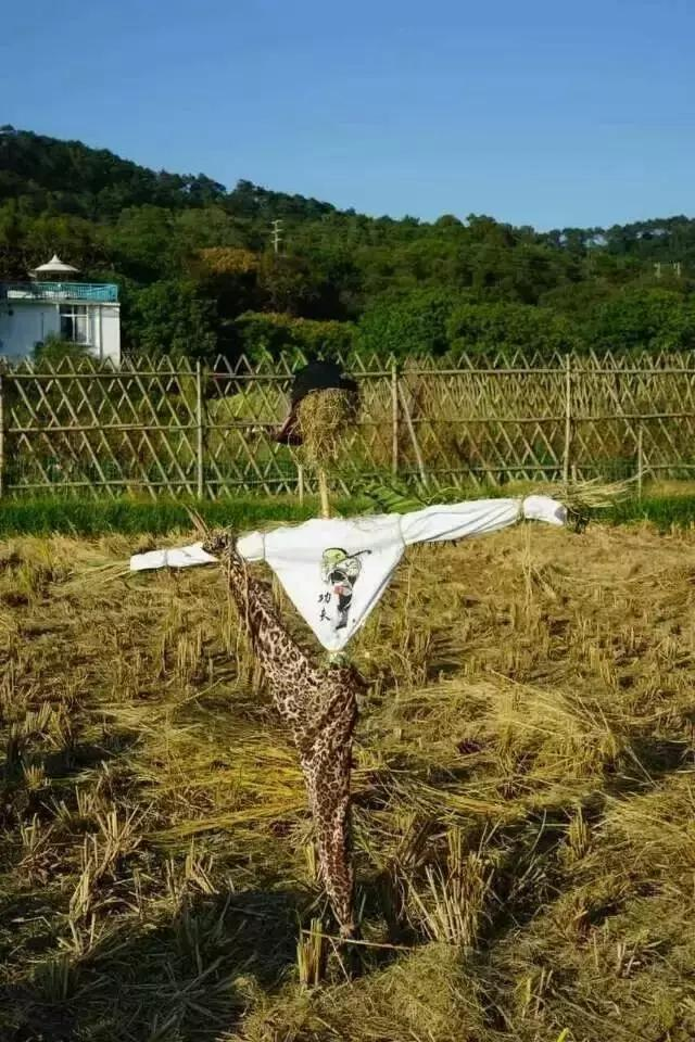 Rice cultivation process - rice cultivation methods - traditional rice field farming methods