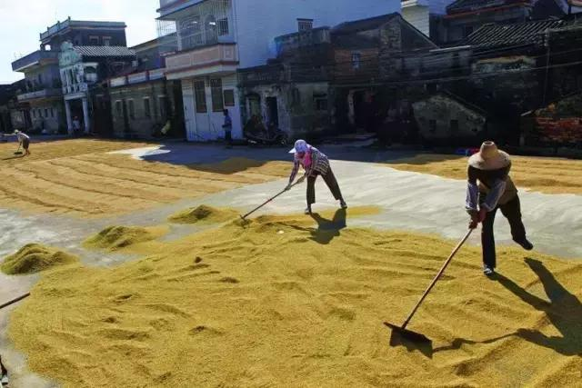 Traditional rice farming methods — rice cultivation processes — rice cultivation methods