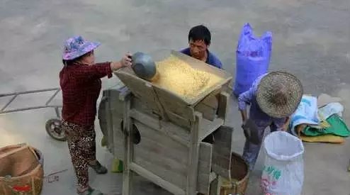 Traditional rice farming methods — rice cultivation processes — rice cultivation methods