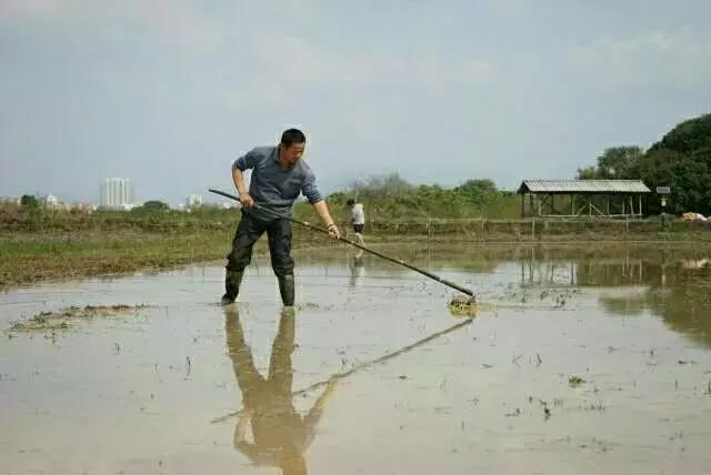 Rice cultivation methods - rice cultivation processes - traditional rice field farming methods