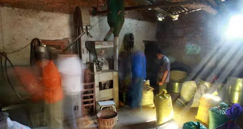 Rice cultivation process - traditional paddy farming methods - rice cultivation methods