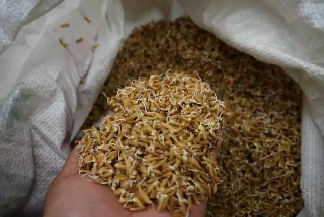 Rice cultivation process - rice cultivation methods - traditional rice field farming methods