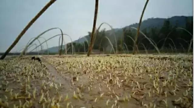 Traditional paddy farming methods - rice cultivation methods - rice cultivation processes