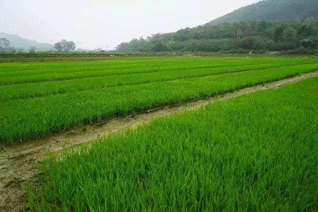 Rice cultivation methods - rice cultivation processes - traditional rice field farming methods