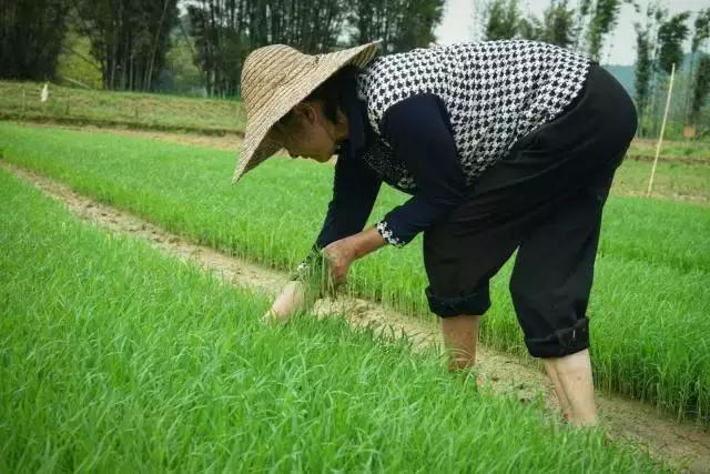 Rice cultivation methods - traditional rice farming methods - rice cultivation processes