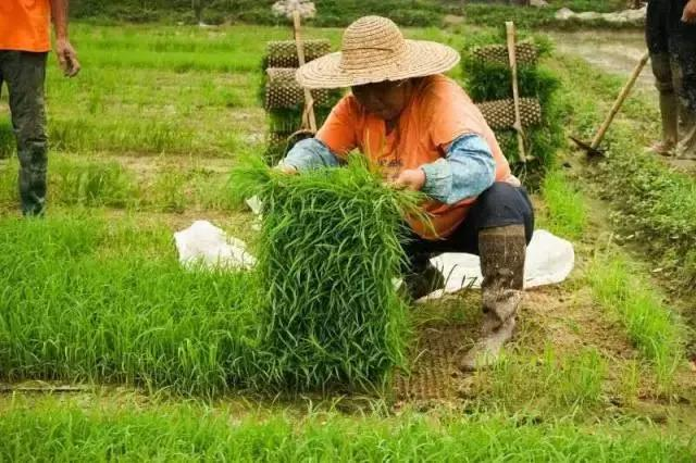 Rice cultivation methods - traditional rice farming methods - rice cultivation processes