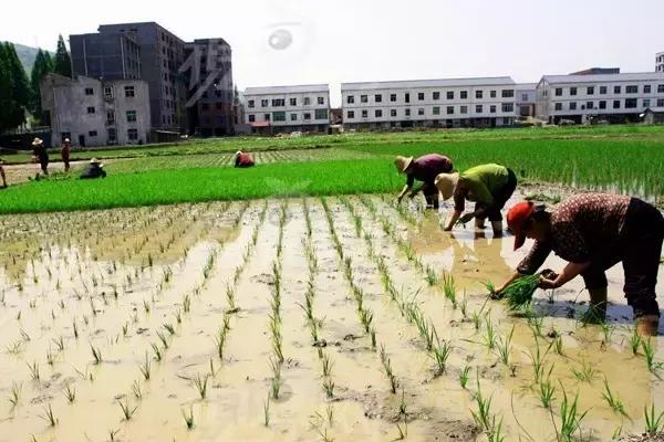 Rice cultivation process - rice cultivation methods - traditional rice field farming methods