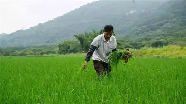 Rice cultivation methods - rice cultivation processes - traditional rice field farming methods
