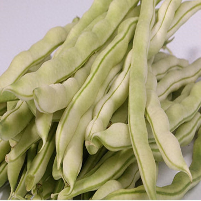 Cultivation methods for bean seedlings   watermelon plants with high-efficiency techniques   a watermelon plant with a high production pattern of midget beans