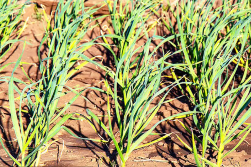 Garlic growth characteristics a video on garlic growing methods