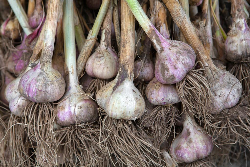 Garlic growth characteristics a video on garlic growing methods