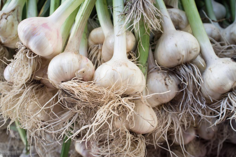 Video of the method of planting garlic in spring