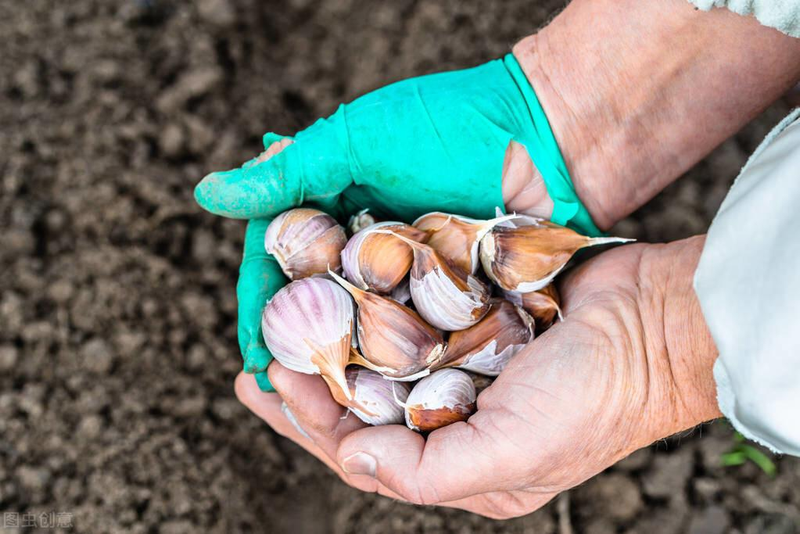A video on the method of planting garlic in spring. Garlic growth properties