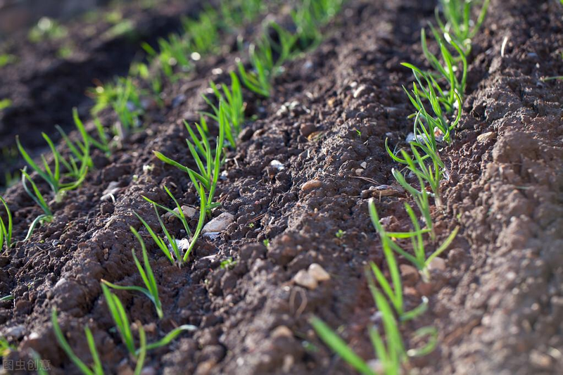 The temperature of garlic cultivation requires a video of how garlic is grown in spring. Garlic growth properties