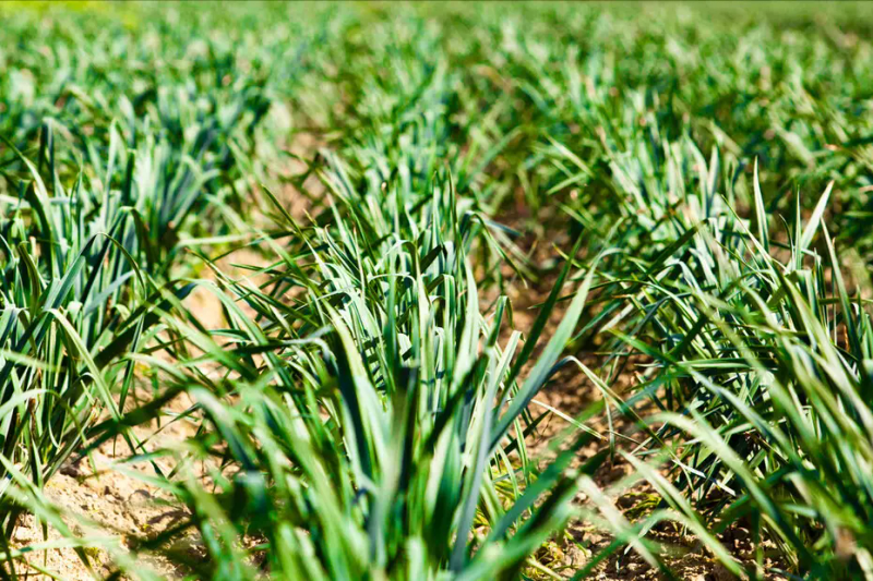 Garlic growth characteristics spring-run video of garlic growing methods line growing temperature requirements