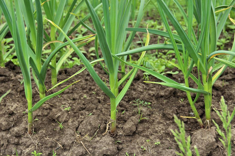 Garlic growth characteristics a video on garlic growing methods