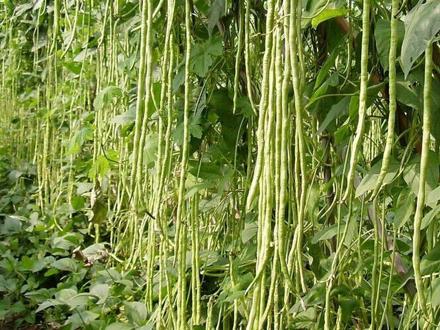 Step-by-step method for growing bean seedlings   method of planting soya seedlings   picture of method of planting soya seedlings