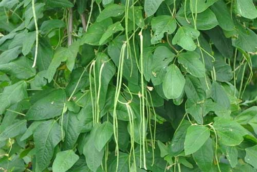 Step-by-step method for growing bean seedlings   photo of growing bean seedlings   method of planting soya seedlings