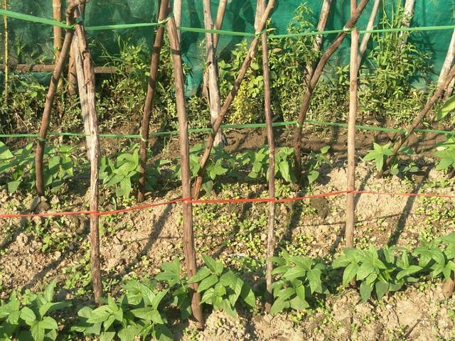 Step-by-step method for growing bean seedlings   photo of growing bean seedlings   method of planting soya seedlings