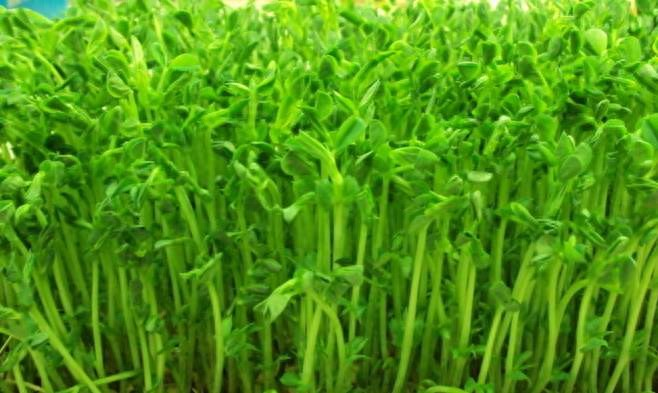 Cultivation of bean seedlings   peas seeding method   nutritional value of peas seedlings