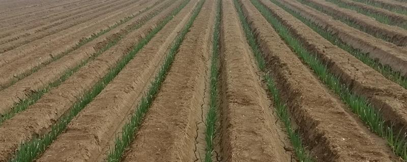 The method of planting the onions in the spring is essential for early transmission