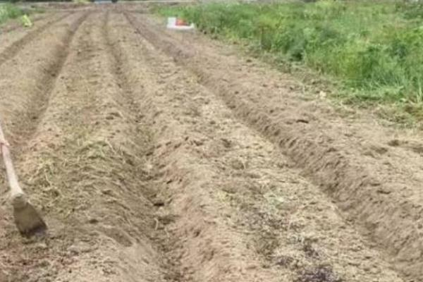 The method of planting the onions in the spring is essential for early transmission