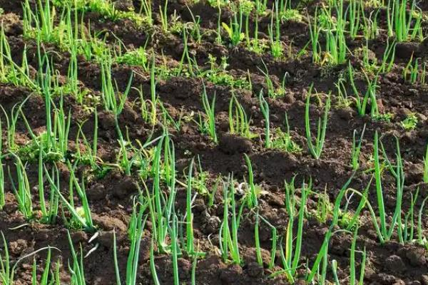 The method of planting the onions in the spring is essential for early transmission