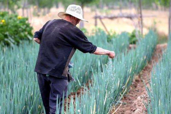 The method of planting the onions in the spring is essential for early transmission