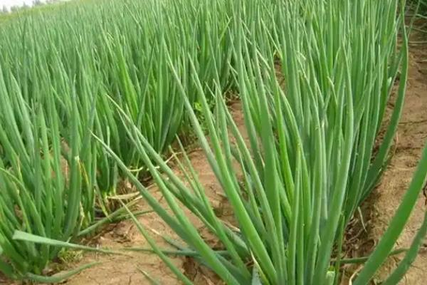The method of planting the onions in the spring is essential for early transmission