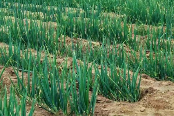 The method of planting the onions in the spring is essential for early transmission