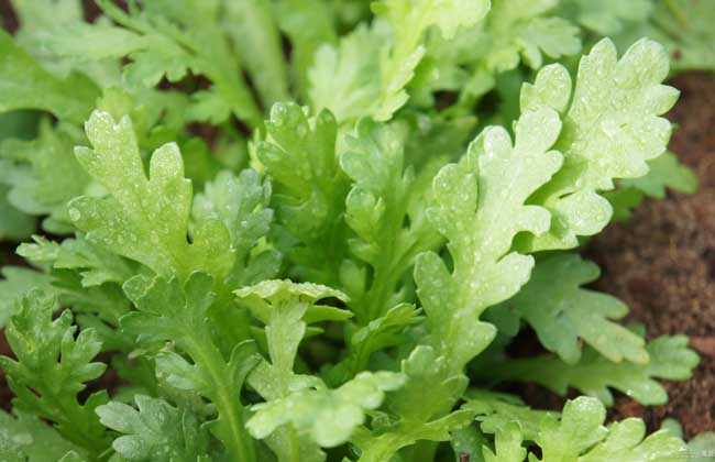 Price of artemisinin seeds and planting methods