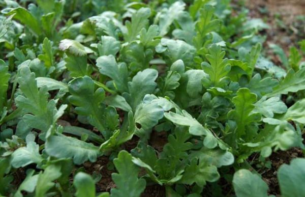 Price of artemisinin seeds and planting methods