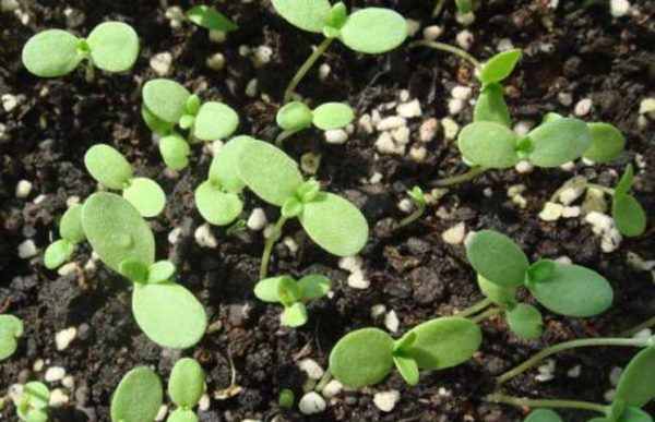 Price of artemisinin seeds and planting methods