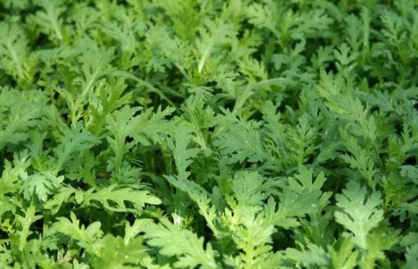 Price of artemisinin seeds and planting methods