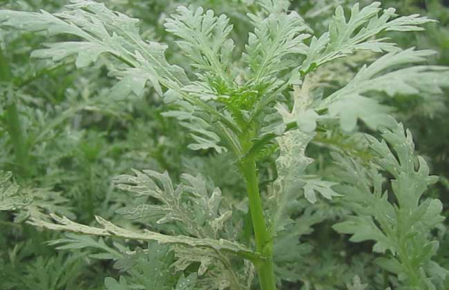 Price of artemisinin seeds and planting methods