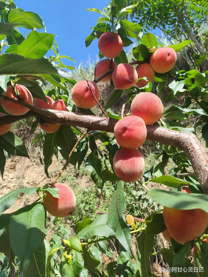 Timing of planting network